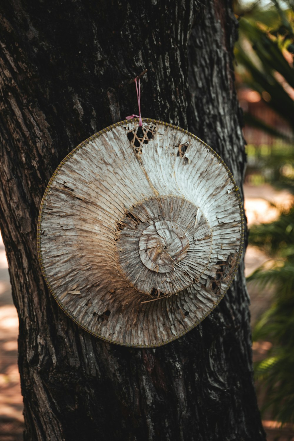 un pezzo di legno appeso al fianco di un albero