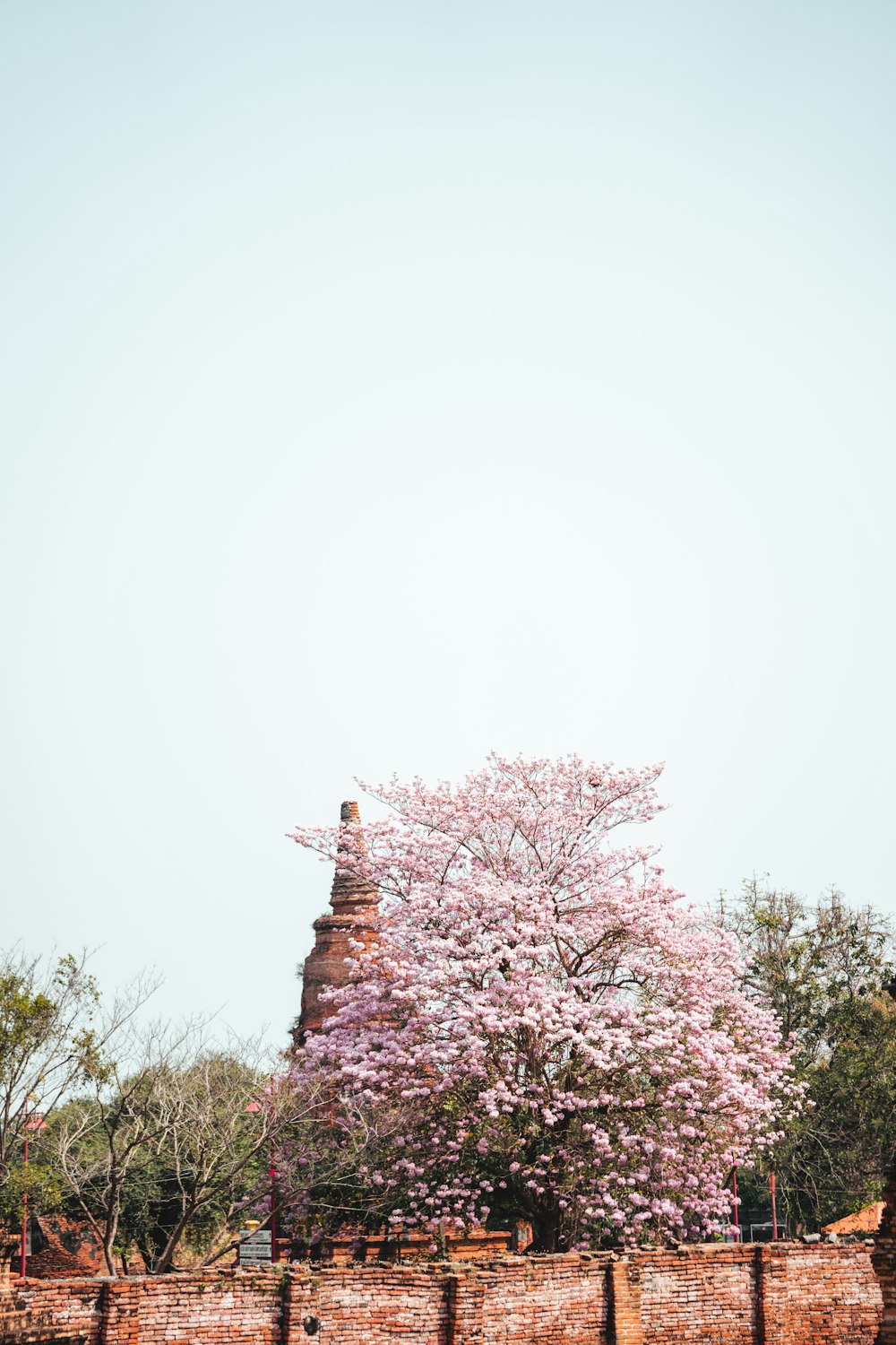 a tree with pink flowers in front of a brick wall