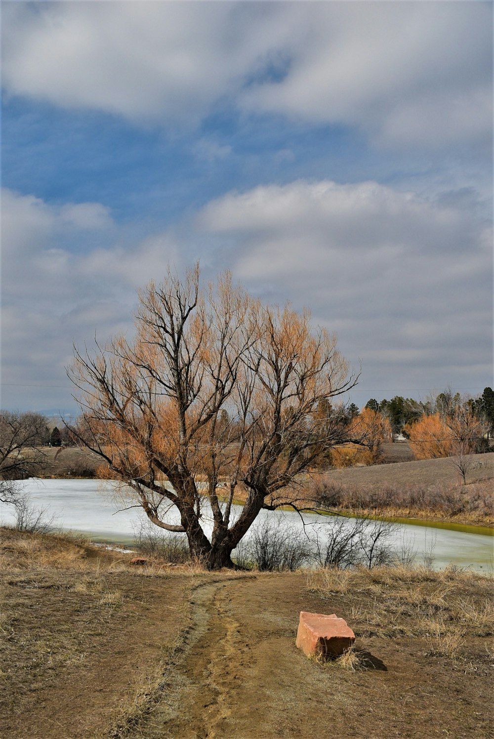 a bench sitting under a tree next to a river