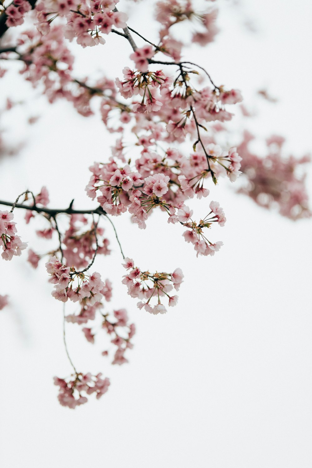 a close up of a tree with pink flowers