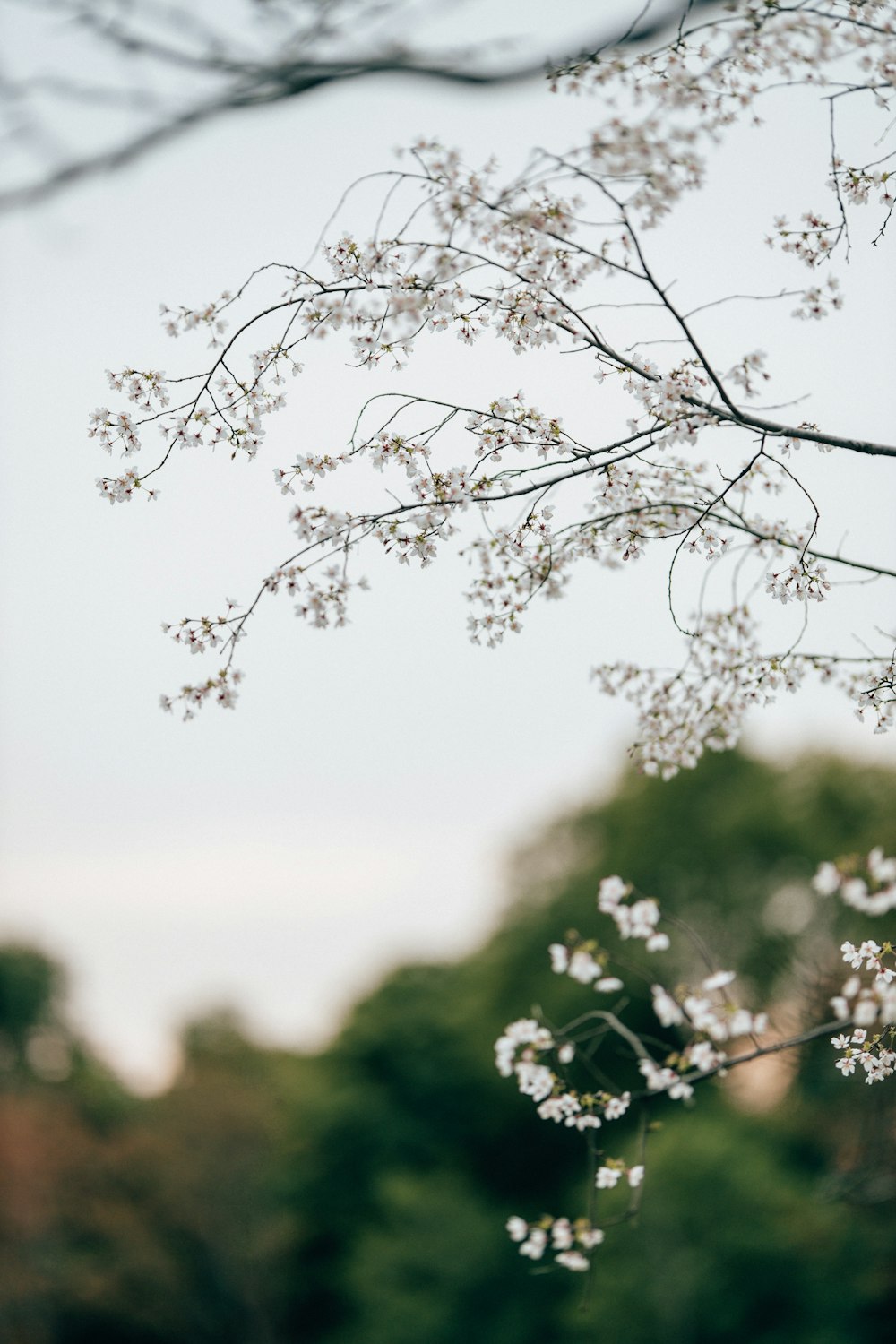 a tree branch with white flowers in the foreground