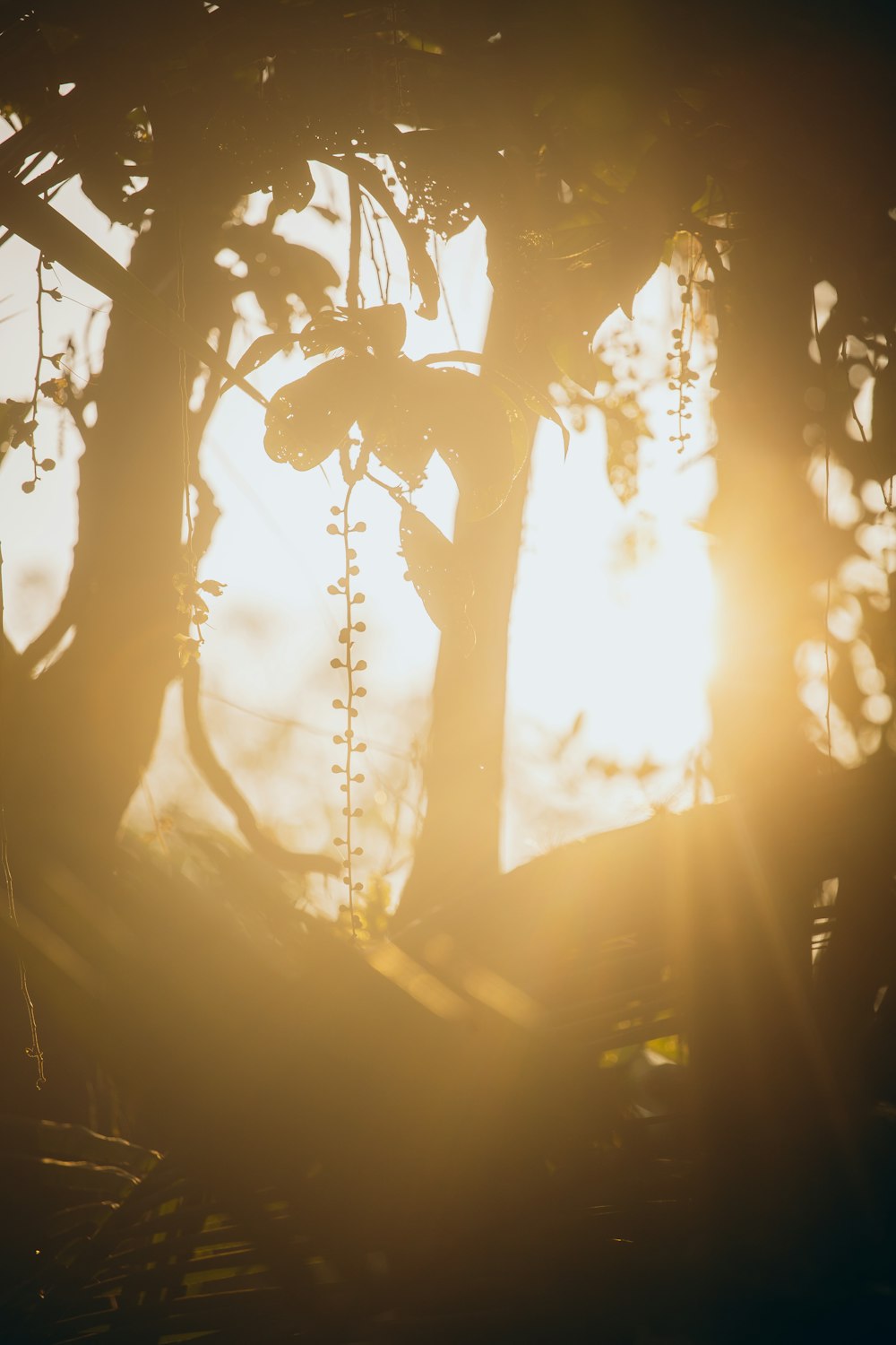 the sun shines through the branches of a tree