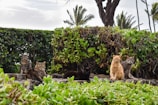 A group of five cats sitting on a rocky area surrounded by lush green shrubs and trees. The cats vary in color and pattern, with one orange, some tabby, and others more muted in tone. The background features dense greenery and a few tall palm trees, suggesting a tropical or warm location.