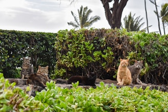 A group of five cats sitting on a rocky area surrounded by lush green shrubs and trees. The cats vary in color and pattern, with one orange, some tabby, and others more muted in tone. The background features dense greenery and a few tall palm trees, suggesting a tropical or warm location.