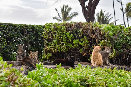 A group of five cats sitting on a rocky area surrounded by lush green shrubs and trees. The cats vary in color and pattern, with one orange, some tabby, and others more muted in tone. The background features dense greenery and a few tall palm trees, suggesting a tropical or warm location.