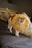 A cat is wearing a round, fluffy collar that resembles a piece of bread or pastry. The cat has an orange and white coat and is walking on a bed with patterned pillows in the background.