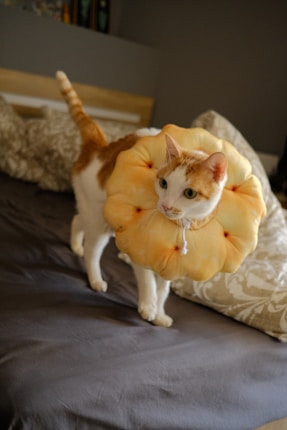 A cat is wearing a round, fluffy collar that resembles a piece of bread or pastry. The cat has an orange and white coat and is walking on a bed with patterned pillows in the background.