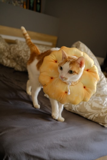 A cat is wearing a round, fluffy collar that resembles a piece of bread or pastry. The cat has an orange and white coat and is walking on a bed with patterned pillows in the background.