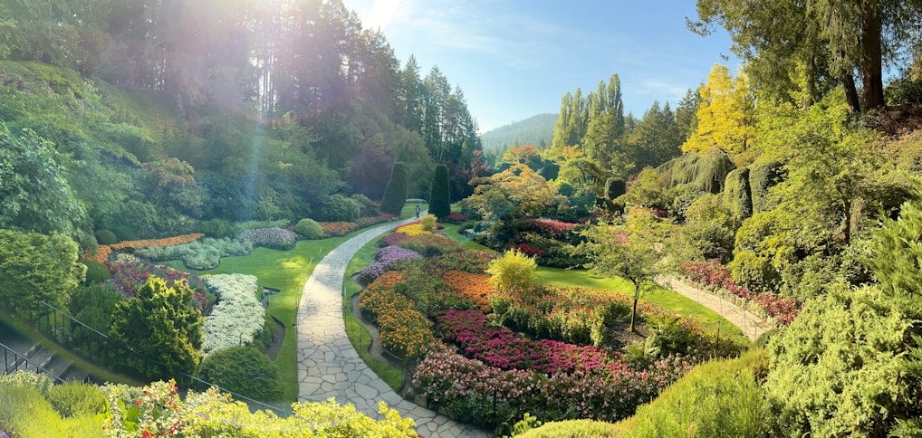 A vibrant backyard transformed with freshly laid stone pathways and blooming flower beds under warm sunlight.