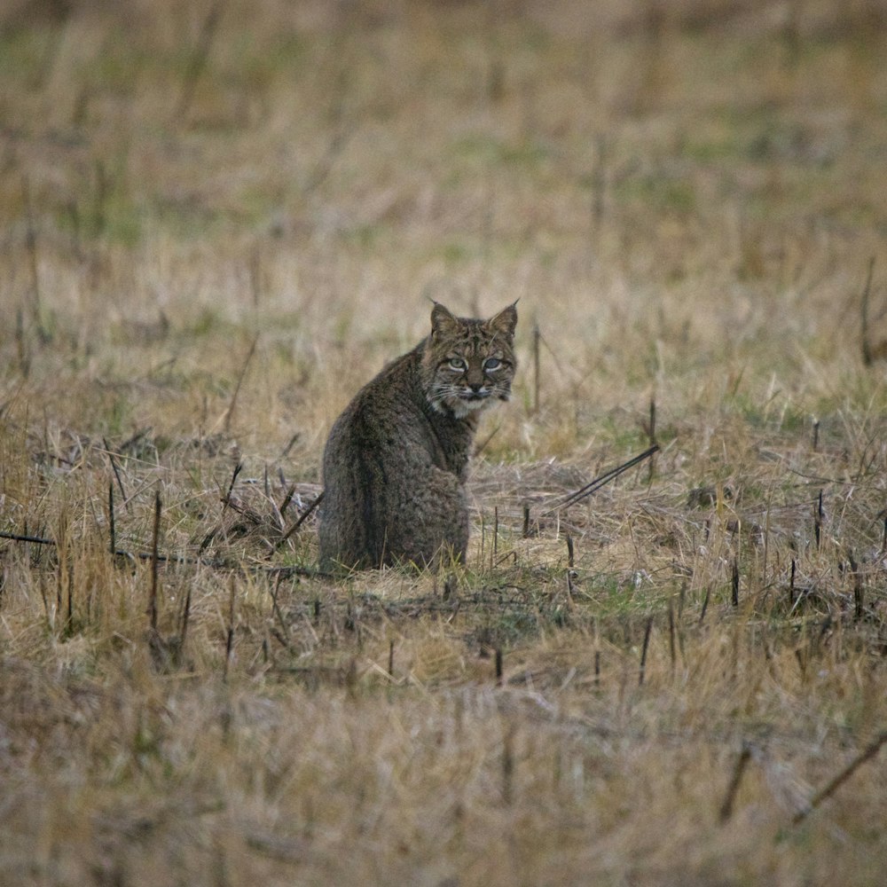 a cat sitting in the middle of a field