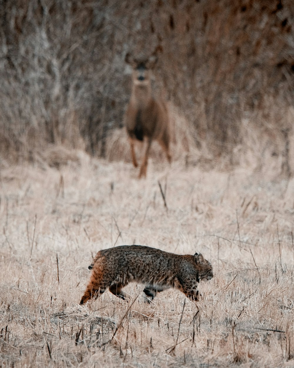 a couple of animals that are in the grass