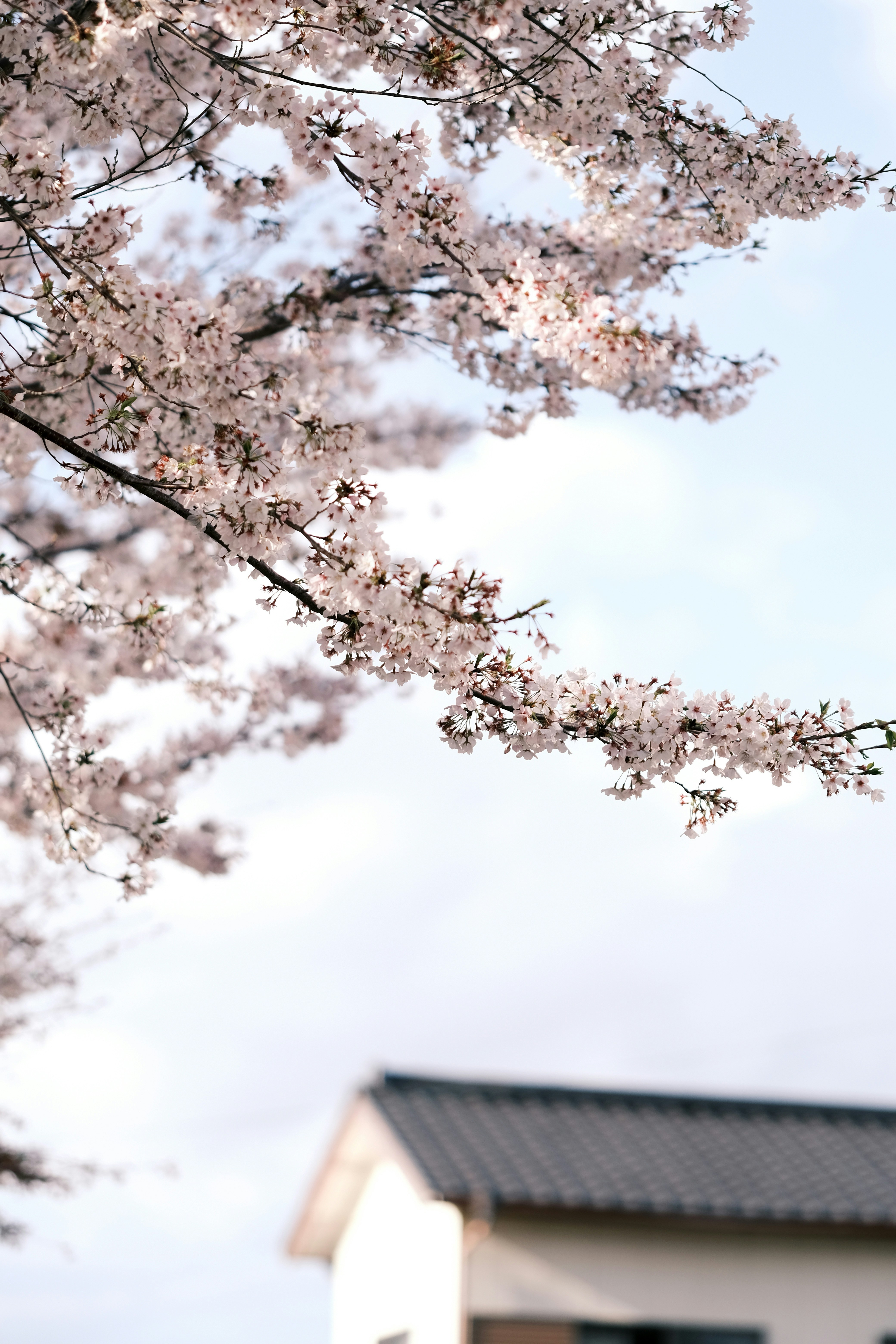 a tree with pink flowers in front of a building