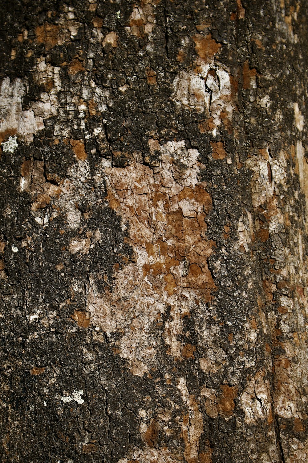 a close up of a tree trunk with brown and white paint