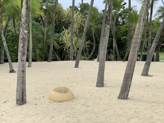 Tall palm trees are scattered across a sandy area, alongside a beige, dome-shaped object partially buried in the sand. Lush green foliage forms a backdrop, enhancing the tropical atmosphere.
