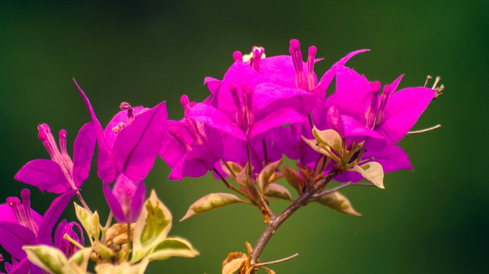 a close up of a purple flower with a green background