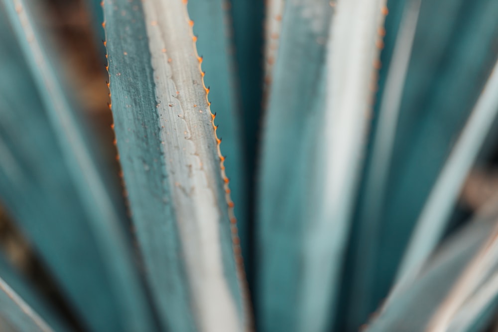 a close up of a plant with blue leaves