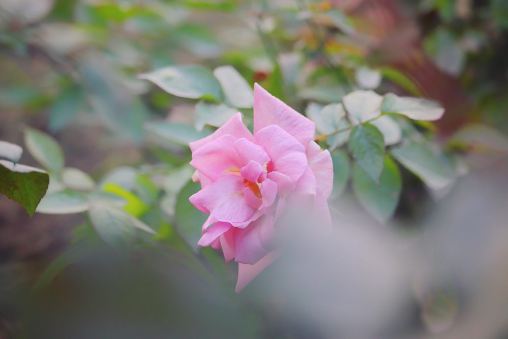 a pink flower with green leaves in the background