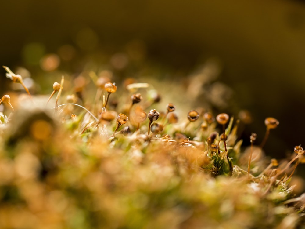 a close up of a mossy surface with tiny flowers