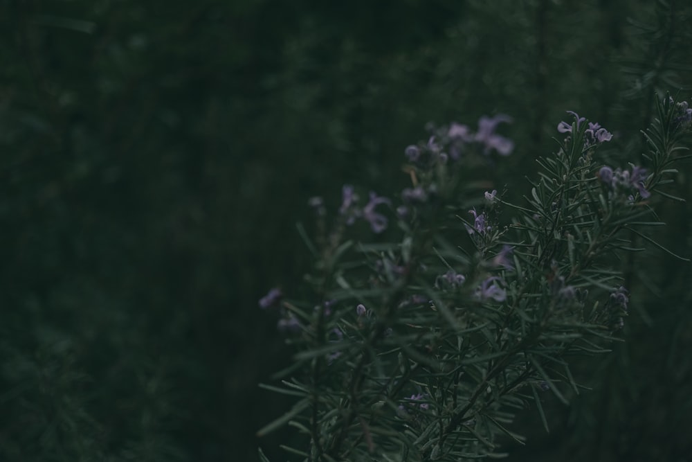 a bush with purple flowers in the middle of it