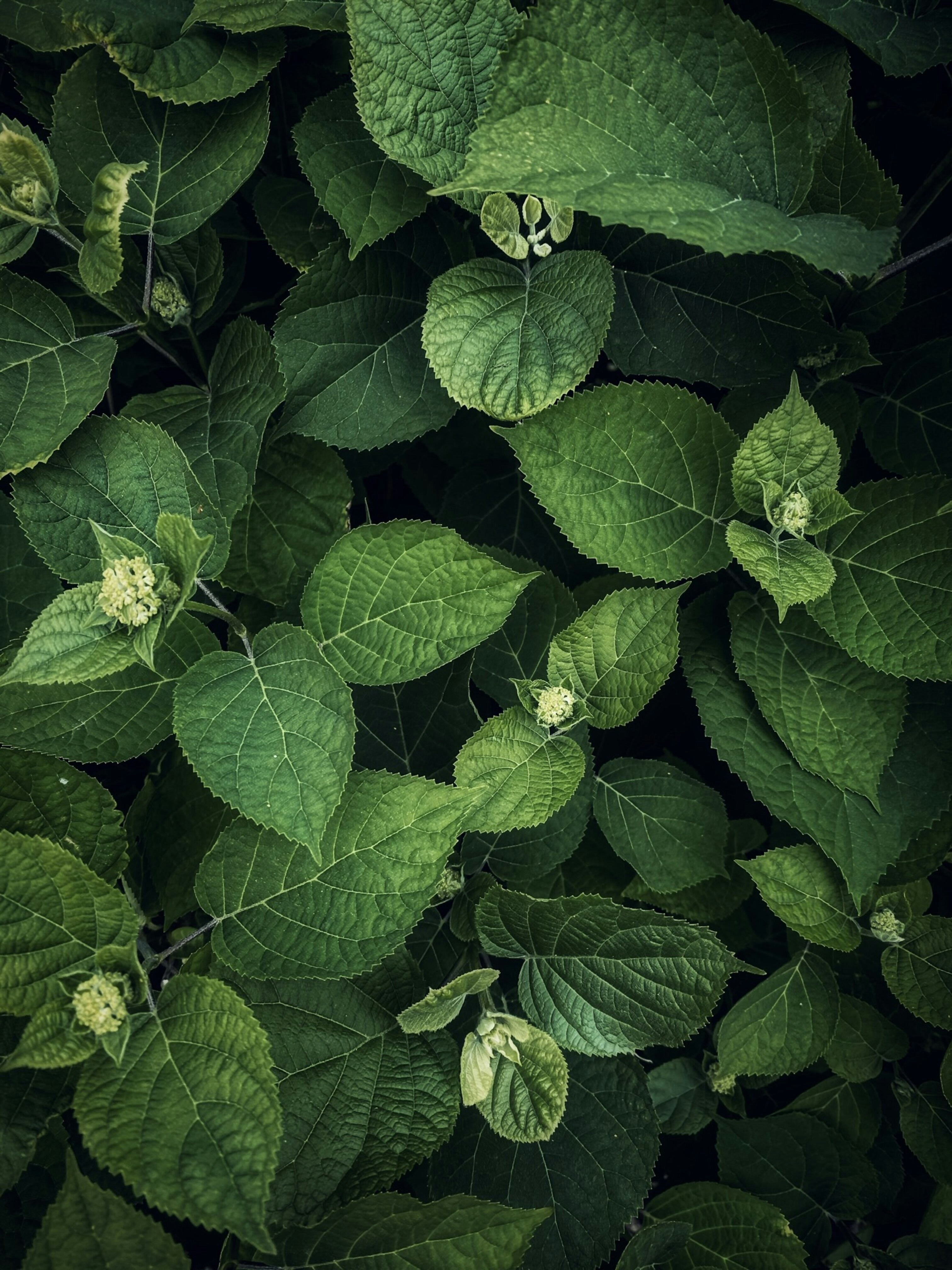 green leaves wallpaper, wallpaper, Daun Karuk: Kandungan, Manfaat, dan Tips Konsumsi 4