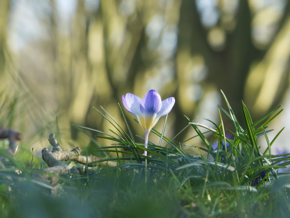 a purple flower sitting on top of a lush green field