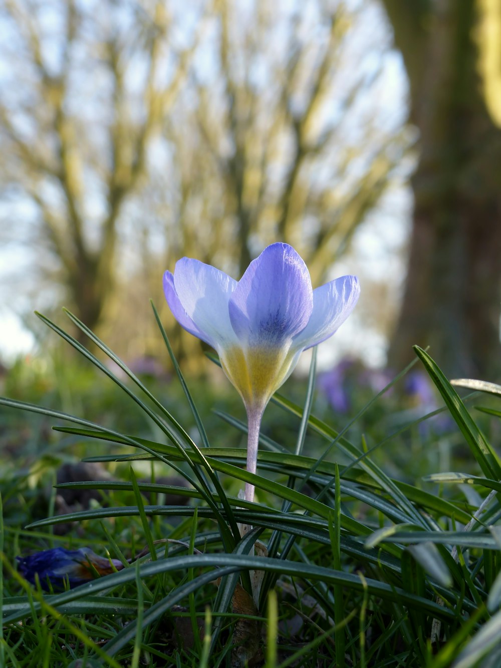 a single blue flower sitting in the grass