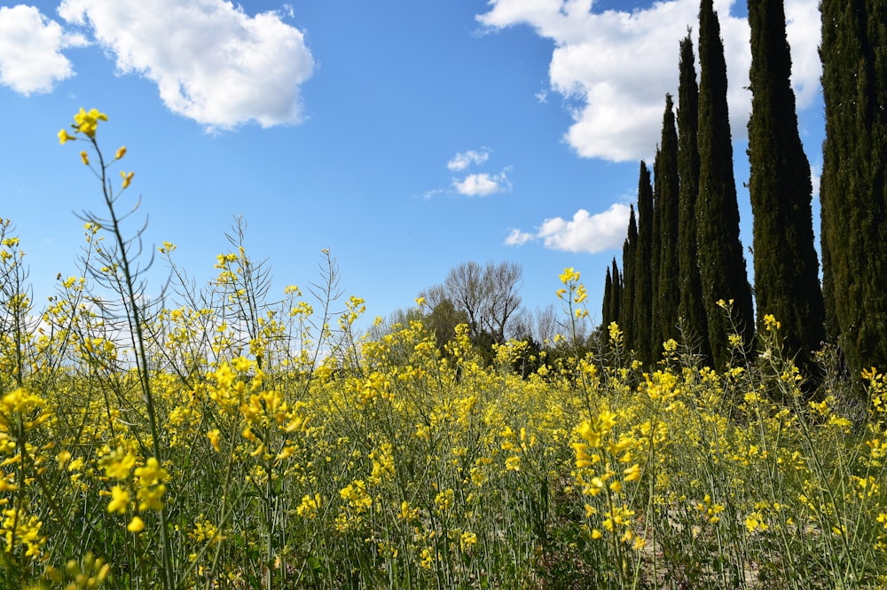 a field full of yellow flowers under a blue sky