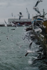 A flock of seagulls is flying over a harbor with choppy waters. The background features industrial buildings, cranes, and a dockside structure. The scene is captured in muted tones, giving it a moody atmosphere.