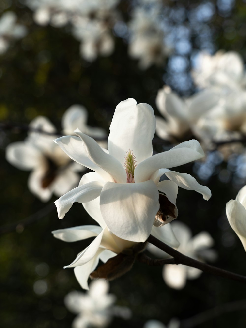 a close up of a white flower on a tree