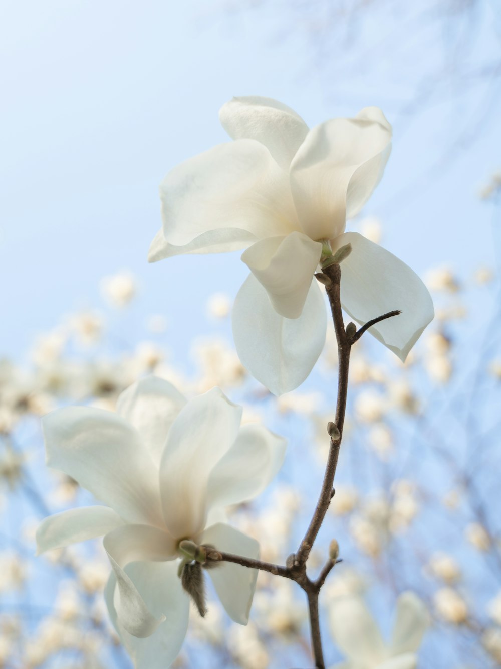 a branch with white flowers against a blue sky