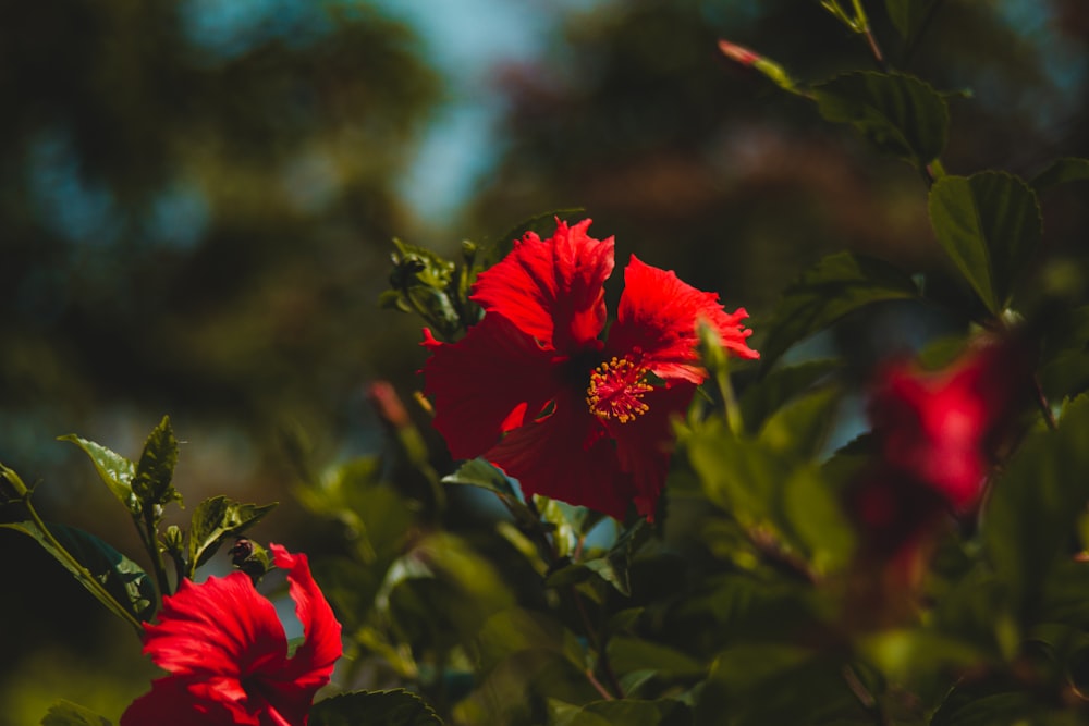 a close up of a red flower with green leaves