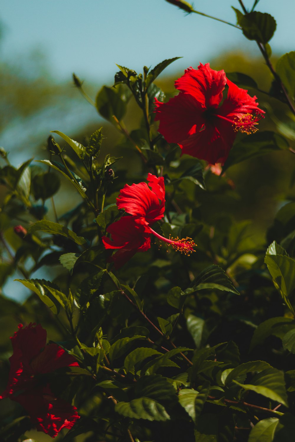 a bush with red flowers and green leaves