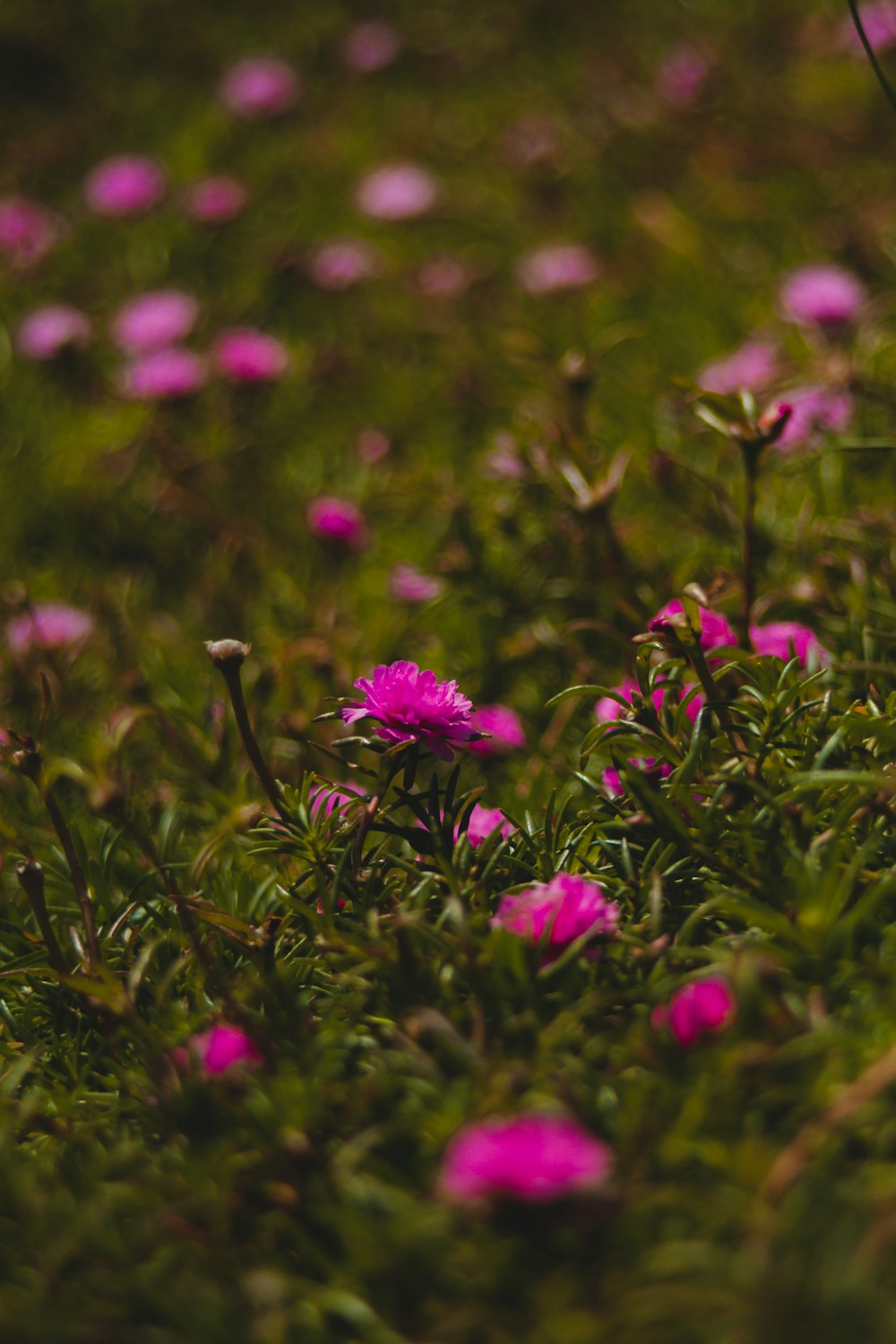 a bunch of pink flowers in a field