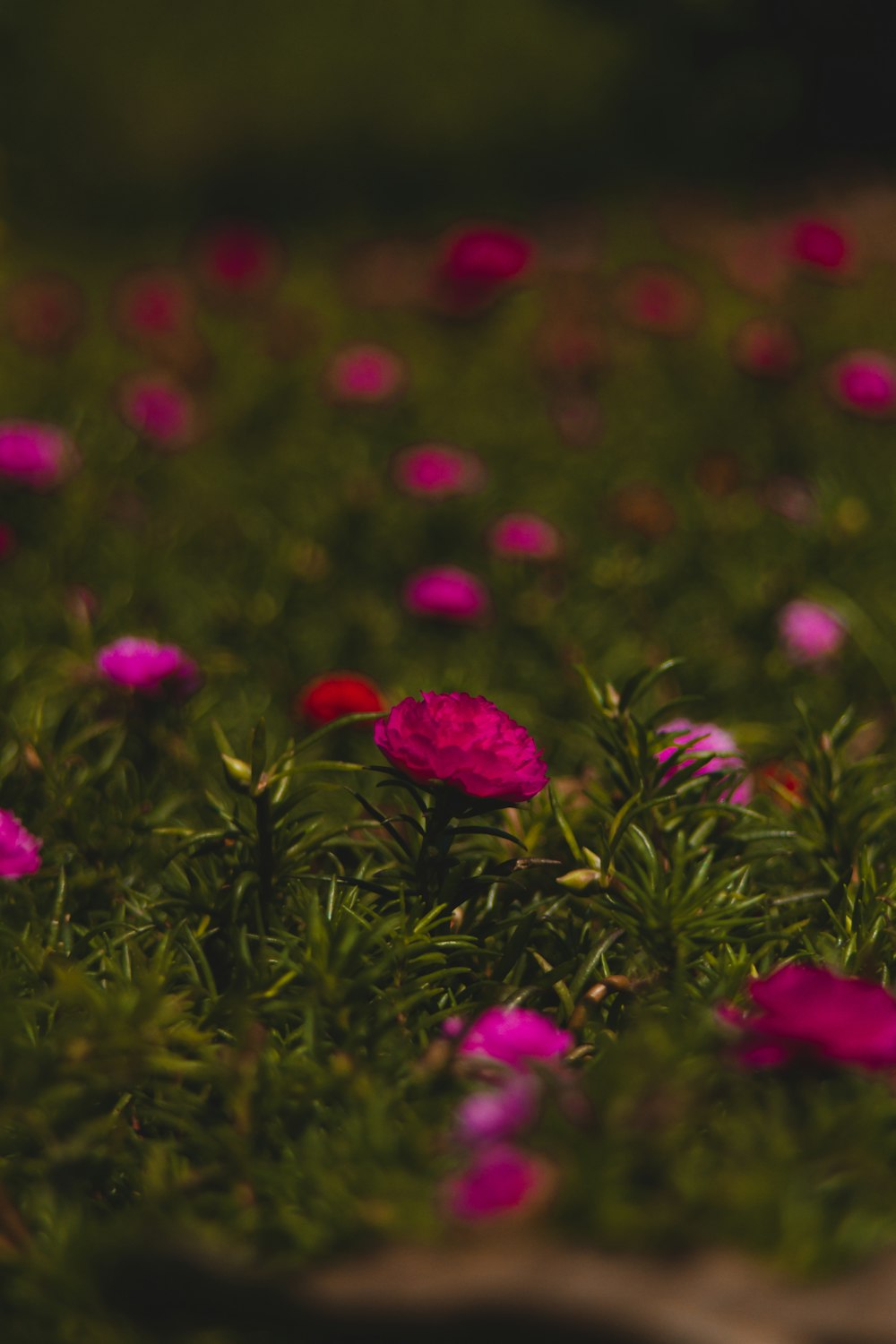 a field full of pink flowers and green grass