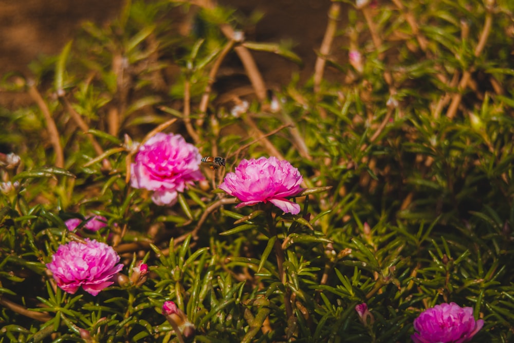 a group of pink flowers growing in a field