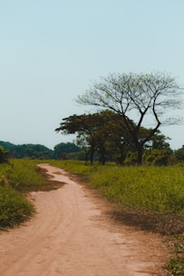 a dirt road in the middle of a field