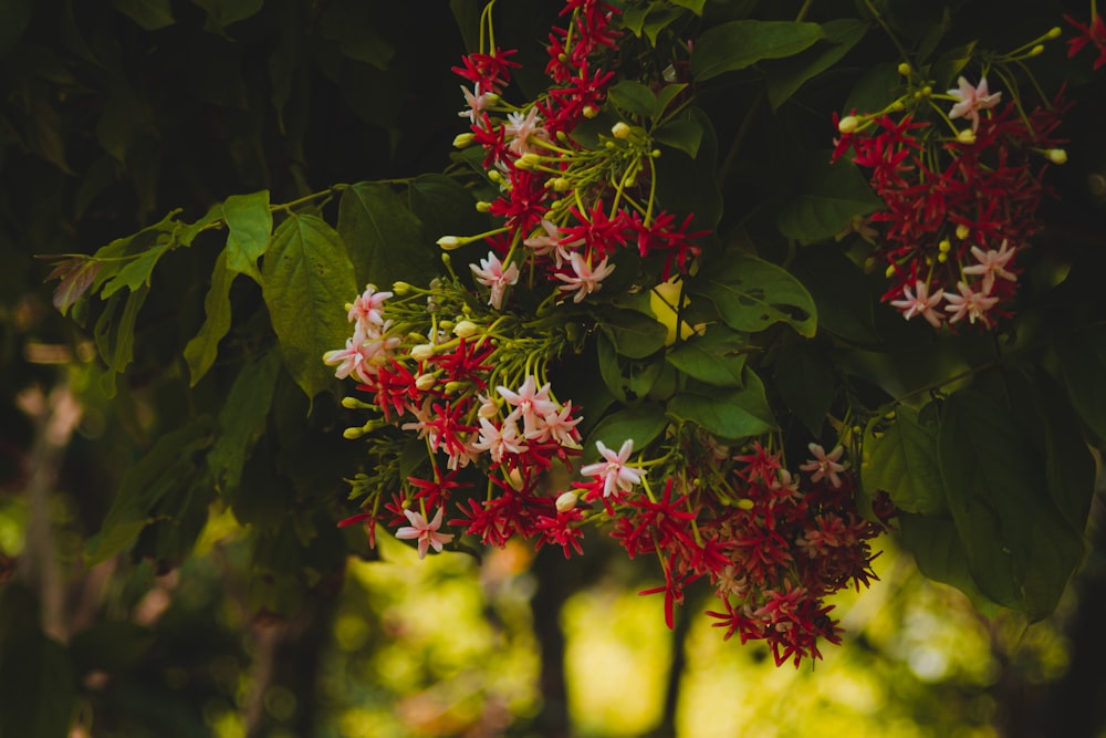 a bunch of red and white flowers hanging from a tree