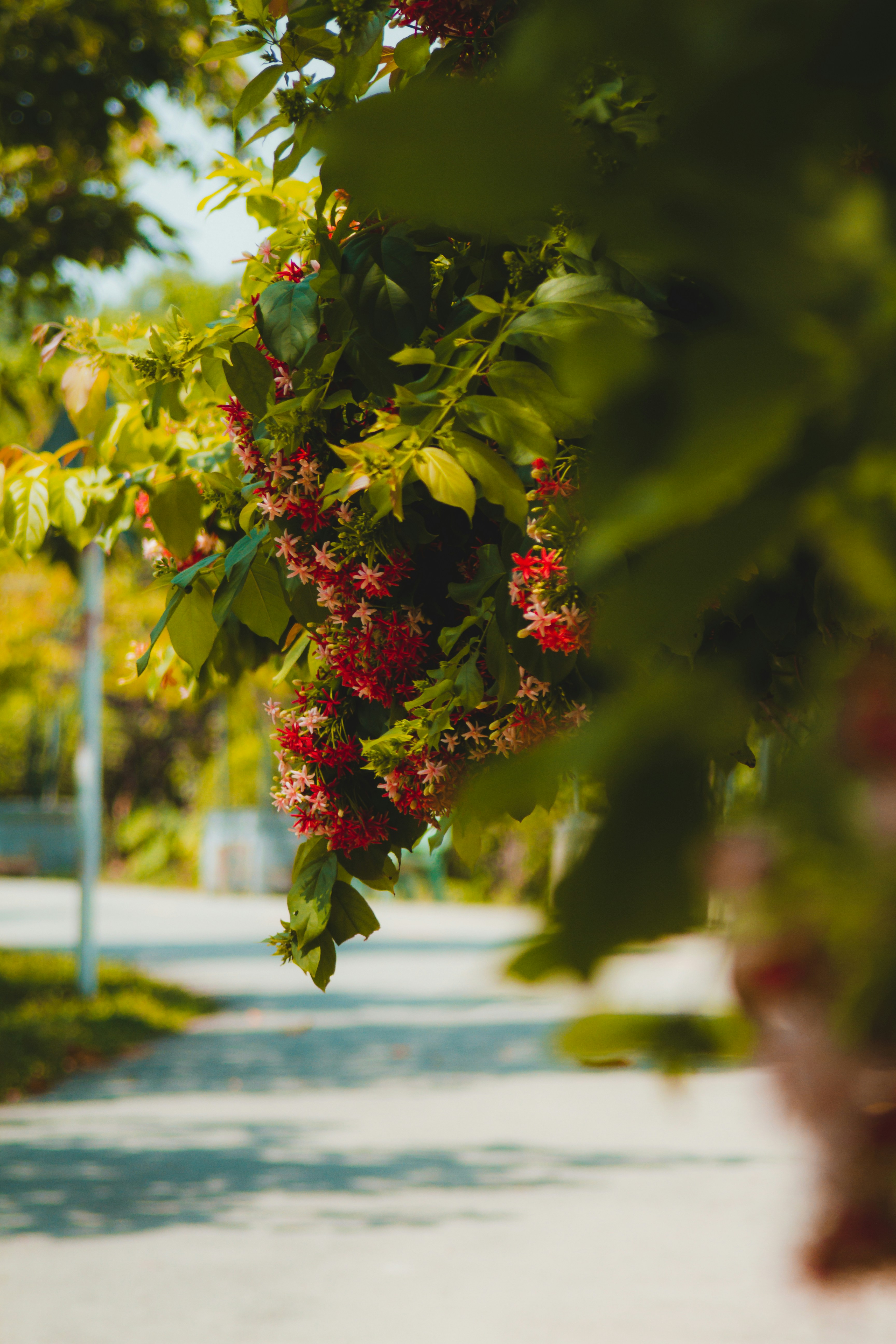 Un arbre avec des fleurs rouges suspendues à ses branches photo – Photo ...