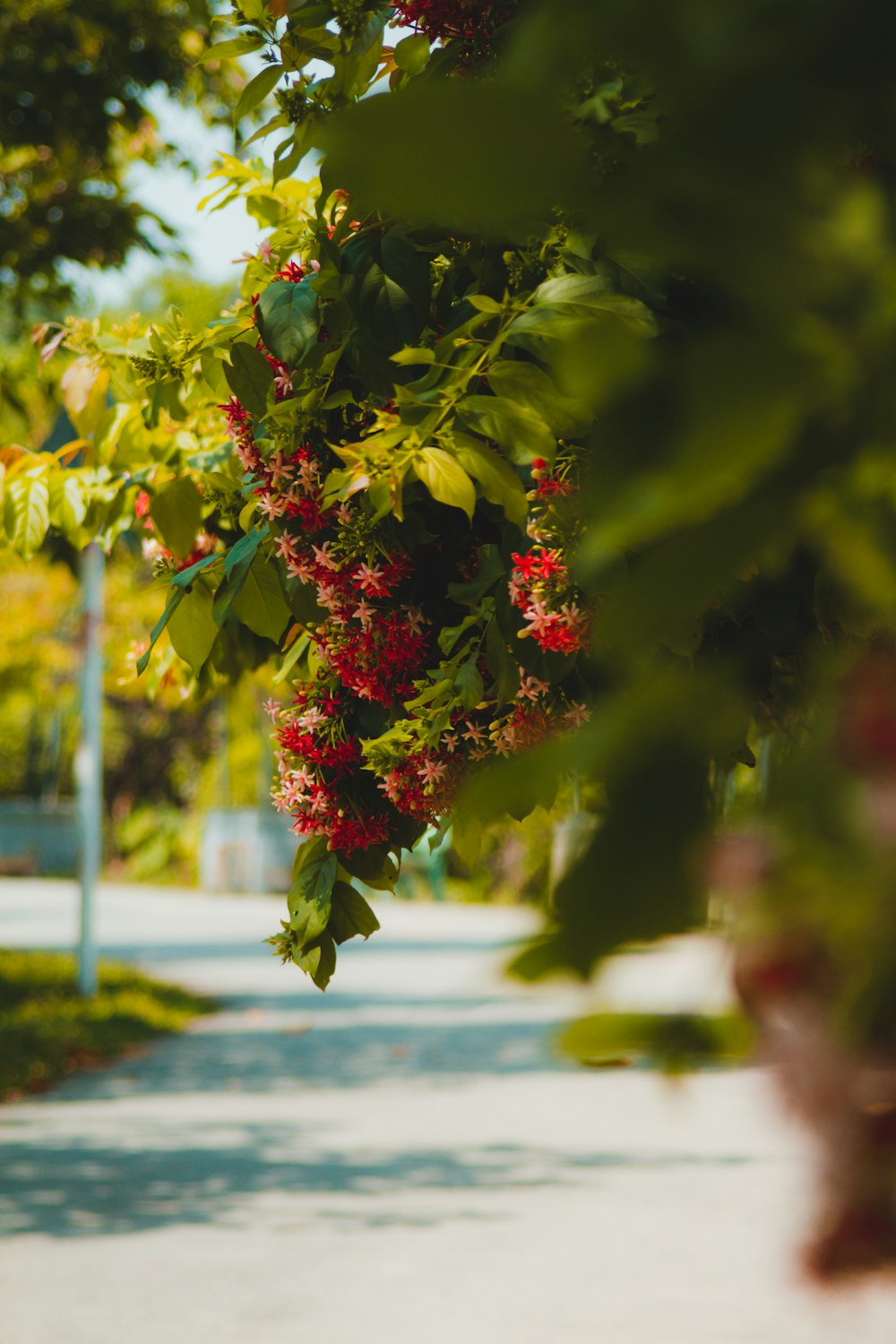 a tree with red flowers hanging from it's branches