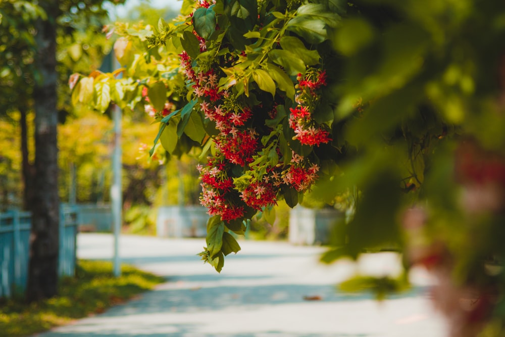 a tree filled with lots of red flowers next to a sidewalk