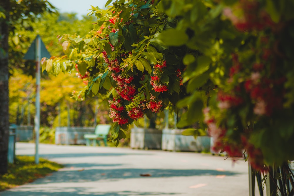 a tree with red flowers hanging over it