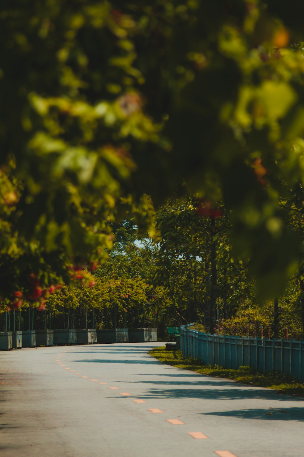 a person riding a skateboard down a tree lined street