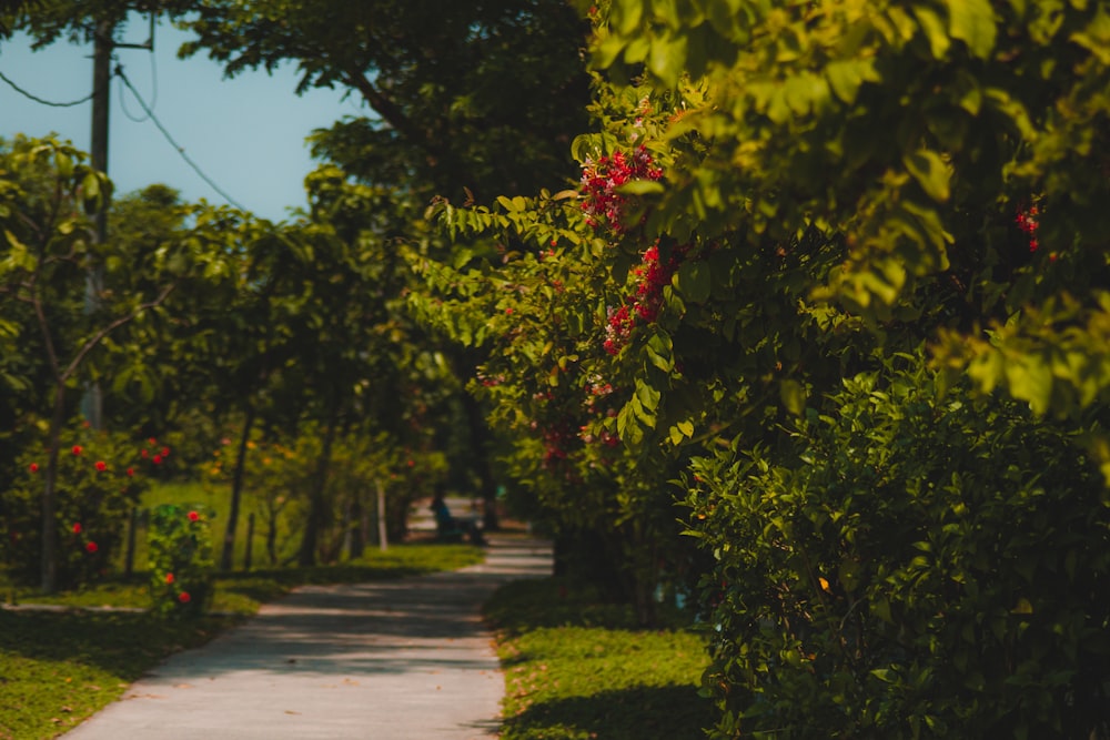 a road lined with lots of trees and bushes