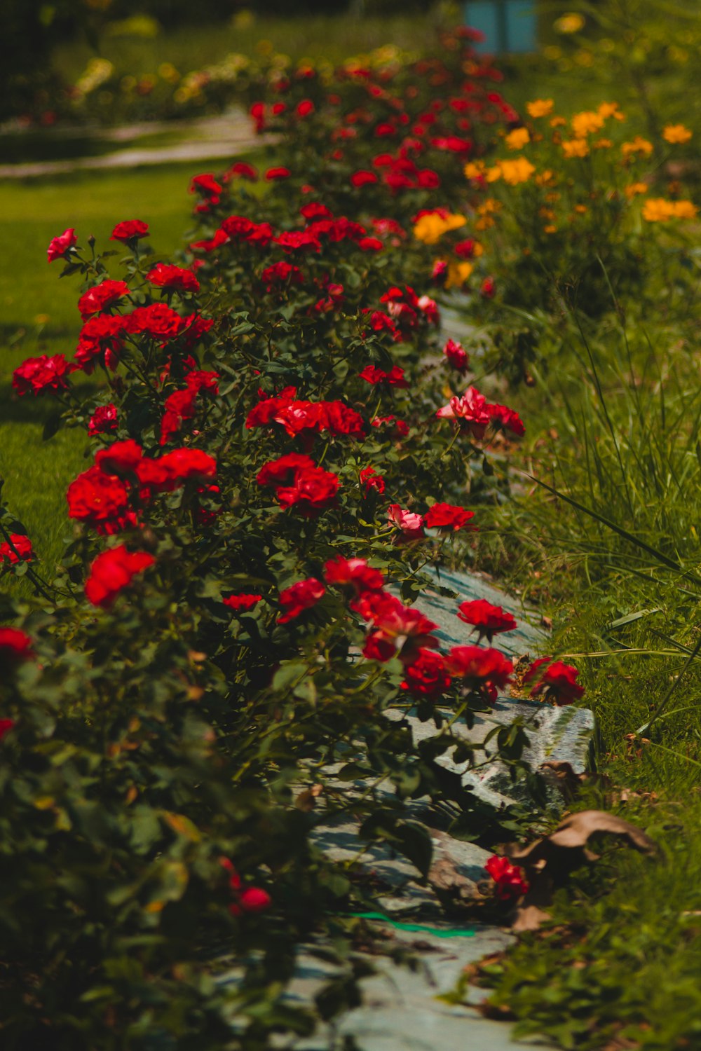 a garden filled with lots of red flowers