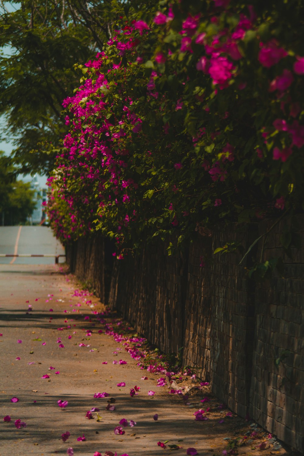 a street lined with pink flowers next to a fence