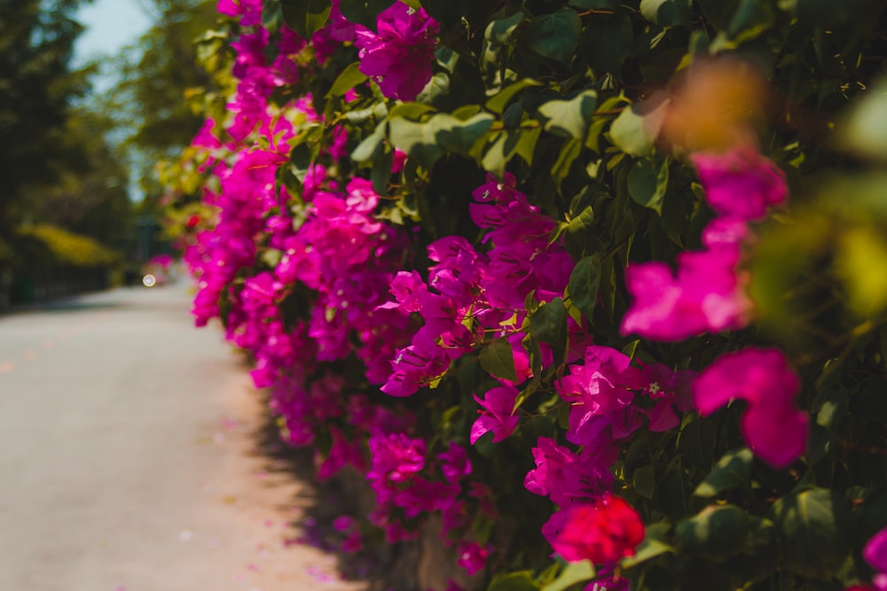 a bunch of flowers that are on the side of a road