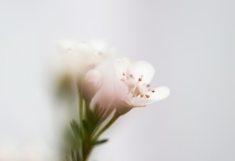 a close up of a flower with a blurry background