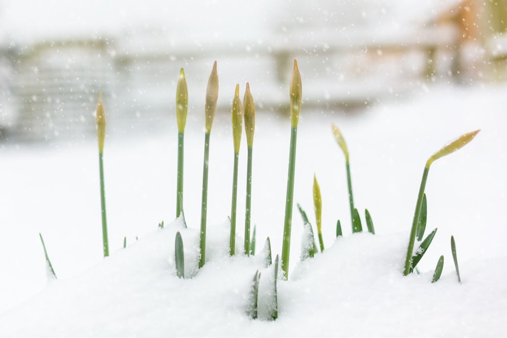 a group of green plants covered in snow