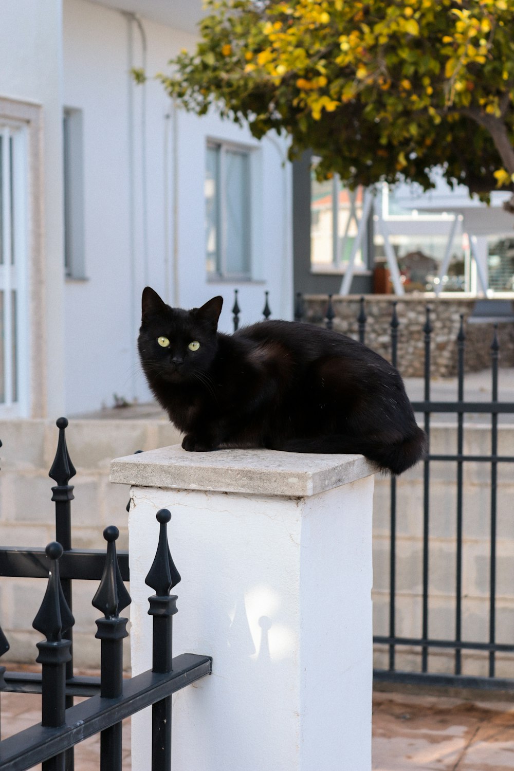 Eine schwarze Katze sitzt auf einer weißen Säule