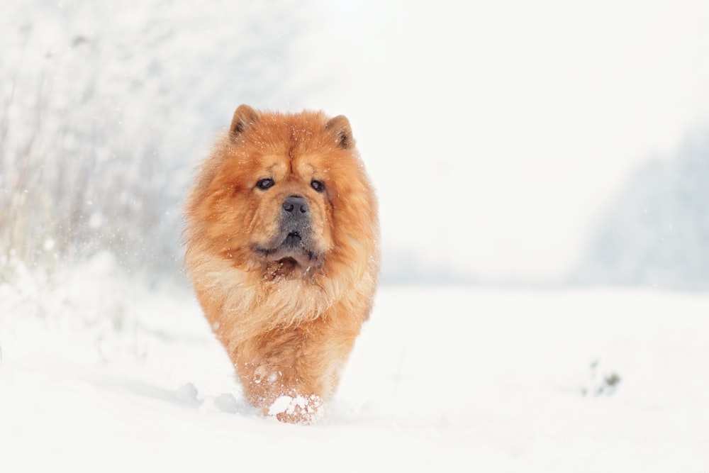 um grande cão marrom andando através de uma floresta coberta de neve